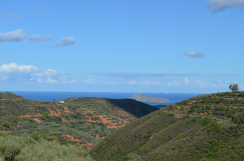 Panoramablick auf die sonnenverwöhnten Olivenhaine Kretas mit dem Mittelmeer im Hintergrund, das die üppige Landschaft zeigt, aus der Minos Olivenöl stammt.