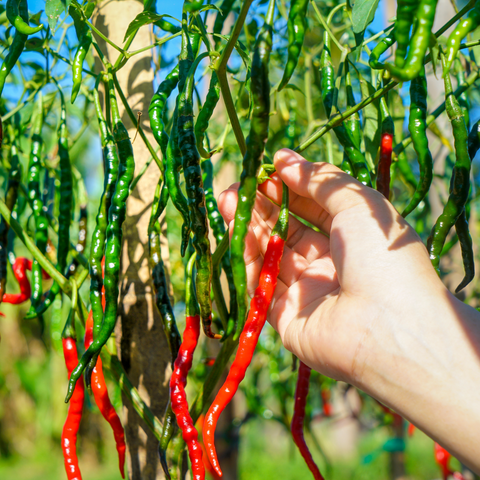 Eine appetitliche Zusammenstellung von Minos-Produkten, darunter gefüllte Weinblätter, grüne Oliven mit Stein und griechische Pfefferoni, serviert mit verschiedenen Beilagen. 