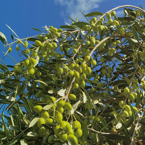 Minos Bio Griechisches Natives Olivenöl Extra in der Hand eines Menschen, umgeben von Olivenblättern, steht für die Qualität und Herkunft des Produkts aus der Region Chania auf Kreta.