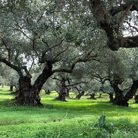 Minos - Griechische Bio-Olivenbäume mit authentischem Charakter